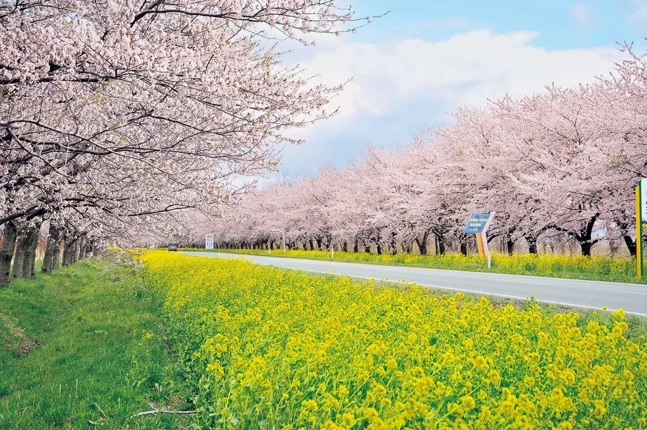 桜並木,菜の花畑,春,道,風景,自然,青空,満開,花,日本