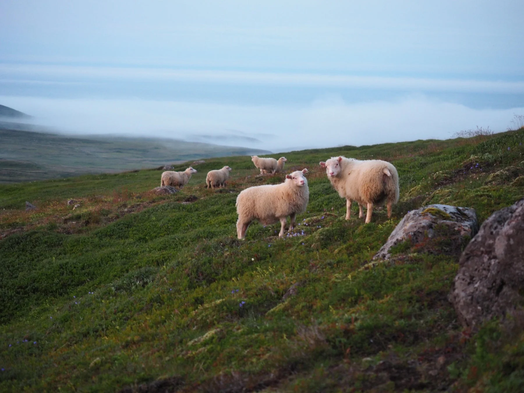 アイスランドの大自然で育つ羊