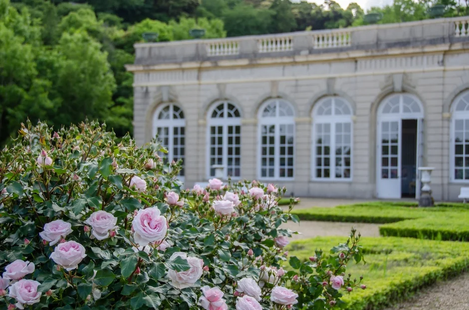 バラ,庭園,建物,花,洋館,風景,ピンク,宮殿,クラシック,建築