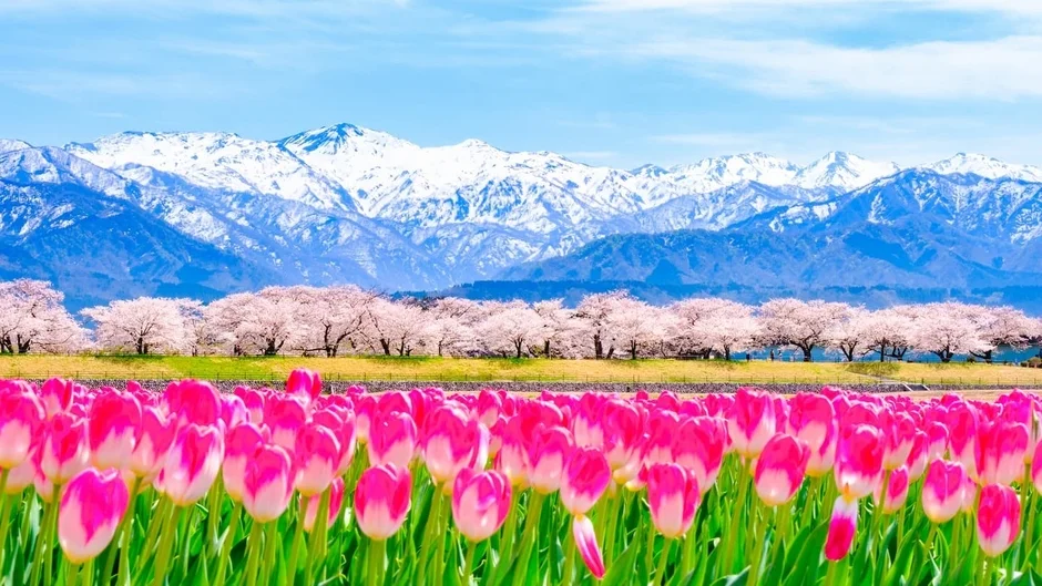 チューリップ,桜,雪山,春,花畑,ピンク,青空,風景,自然,美しい