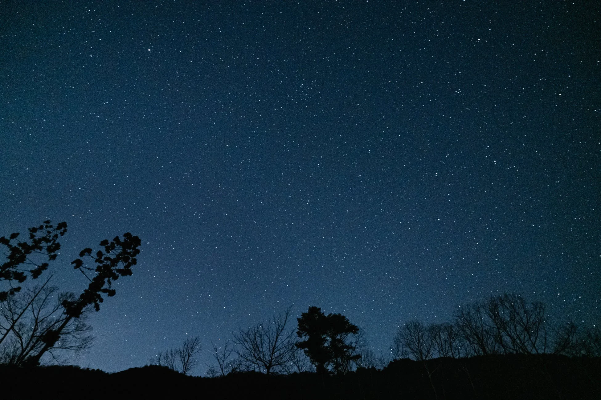 星空と木々