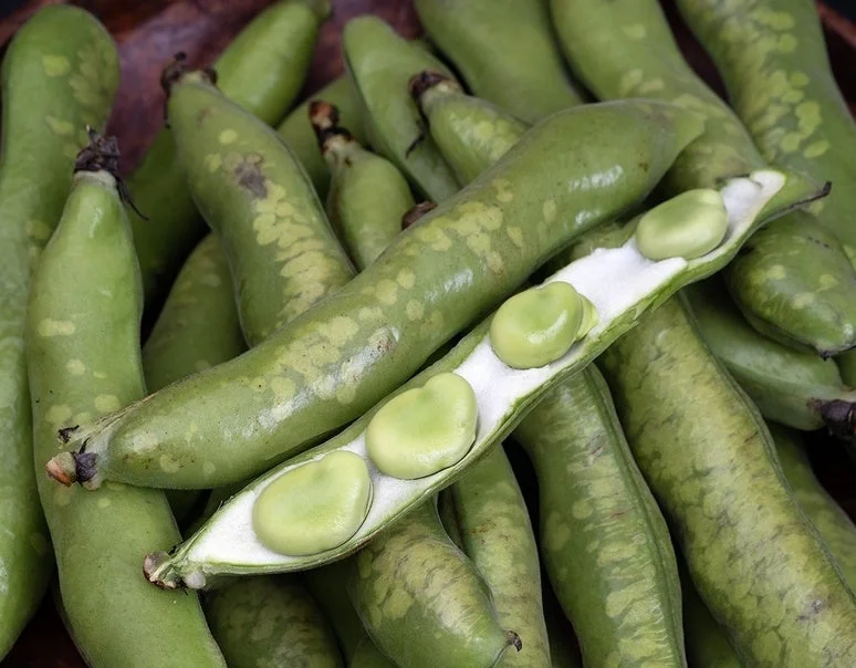 そら豆のさやが開いて豆が見えている画像