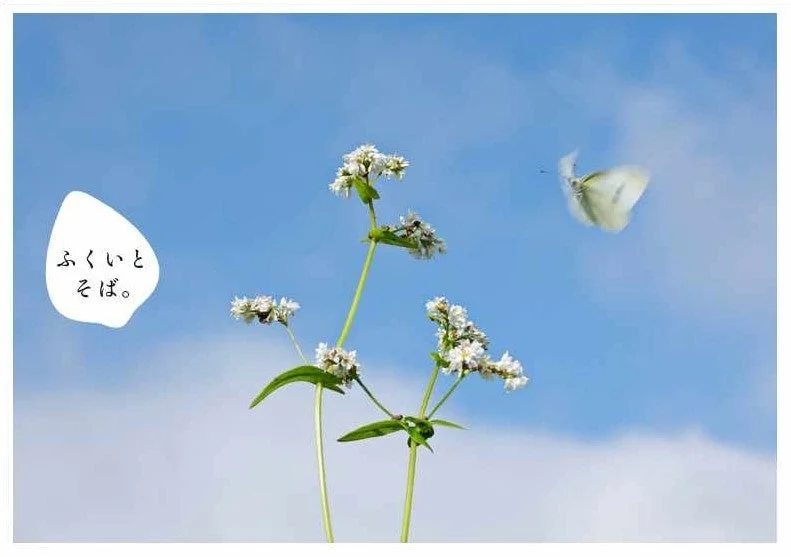 ふくいとそば。The Booklet 第2版