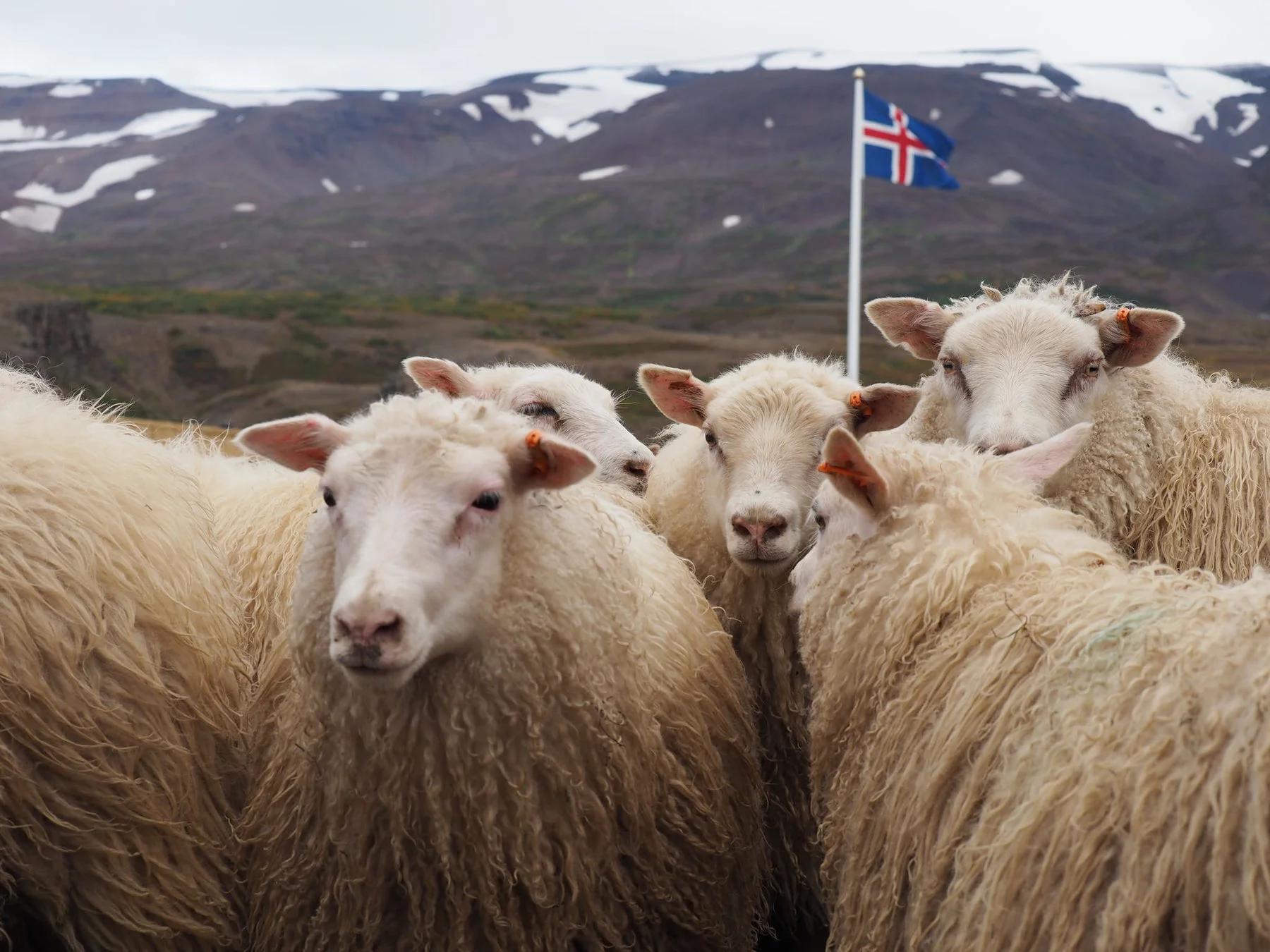 アイスランドラム協会公認店舗