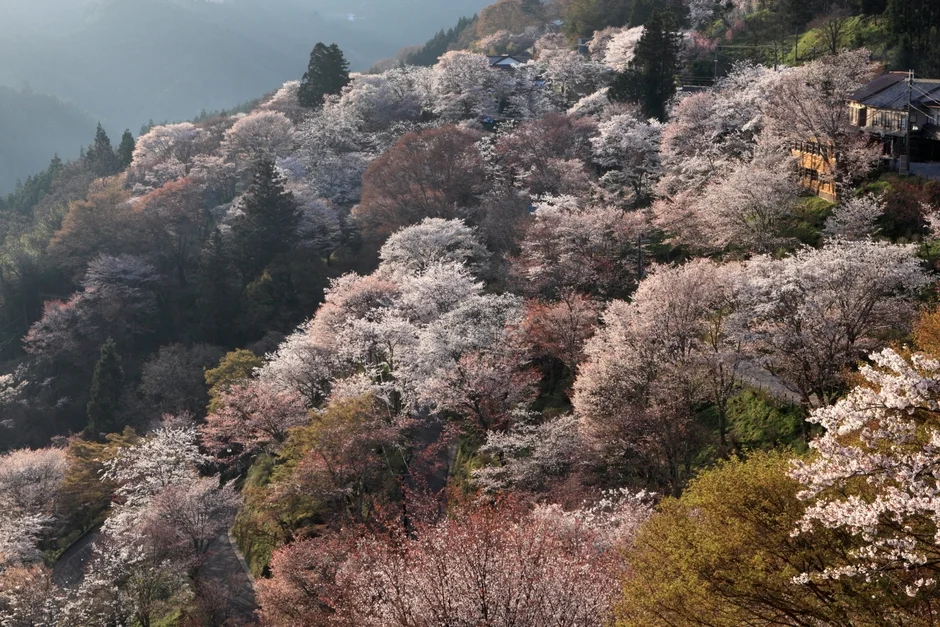 桜,春,山,風景,自然,満開,日本
