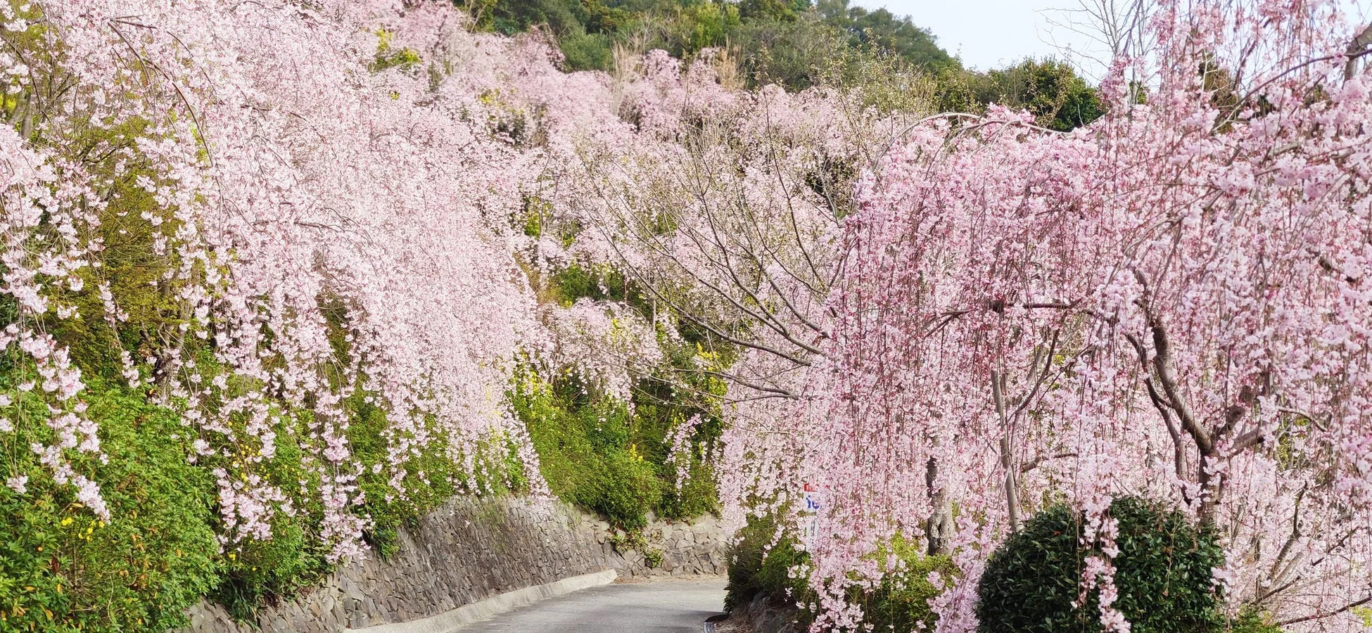 満開のしだれ桜