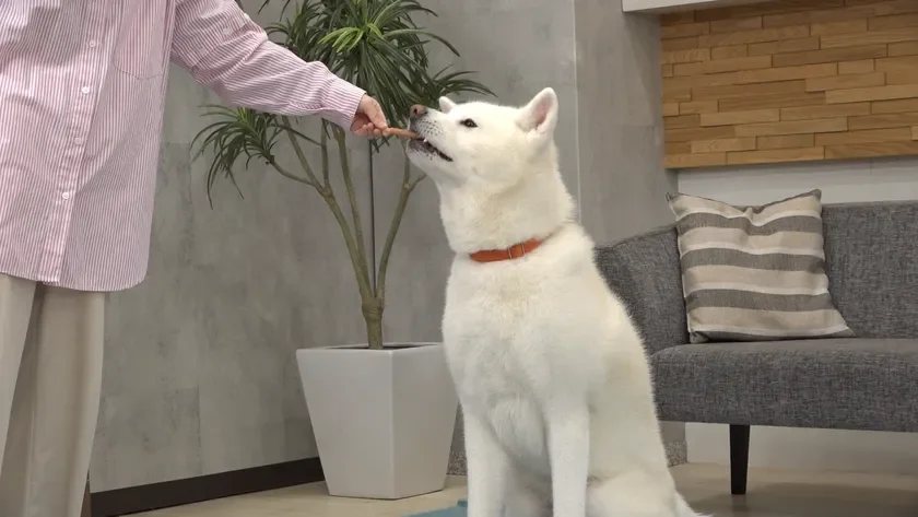 おやつを食べる犬