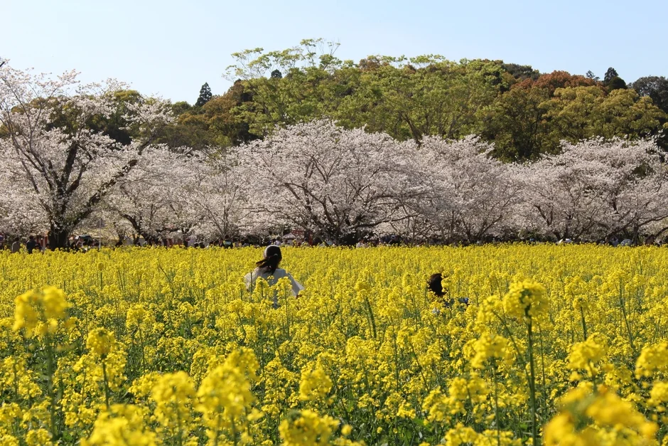 菜の花,桜,春,花畑,お花見,景色,自然,風景,黄色,白,晴れ,青空,公園,行楽,人々