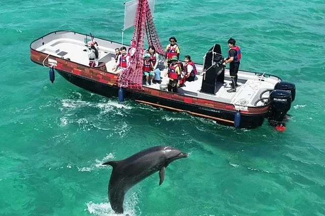 観光客を乗せたボートのそばをジャンプするイルカ