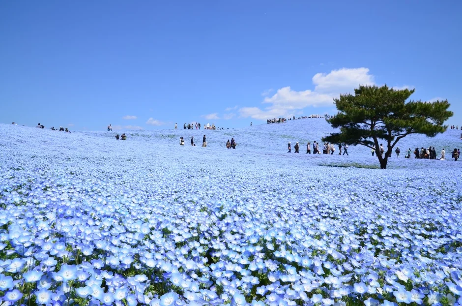 ネモフィラ,花畑,青い花,公園,観光地,春,風景,青空,人々,木,自然