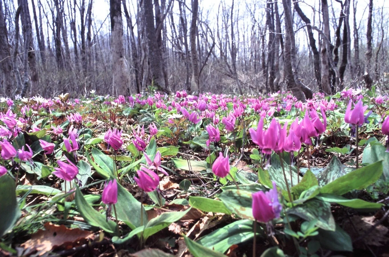 森林の地面いっぱいに咲き誇るカタクリの花