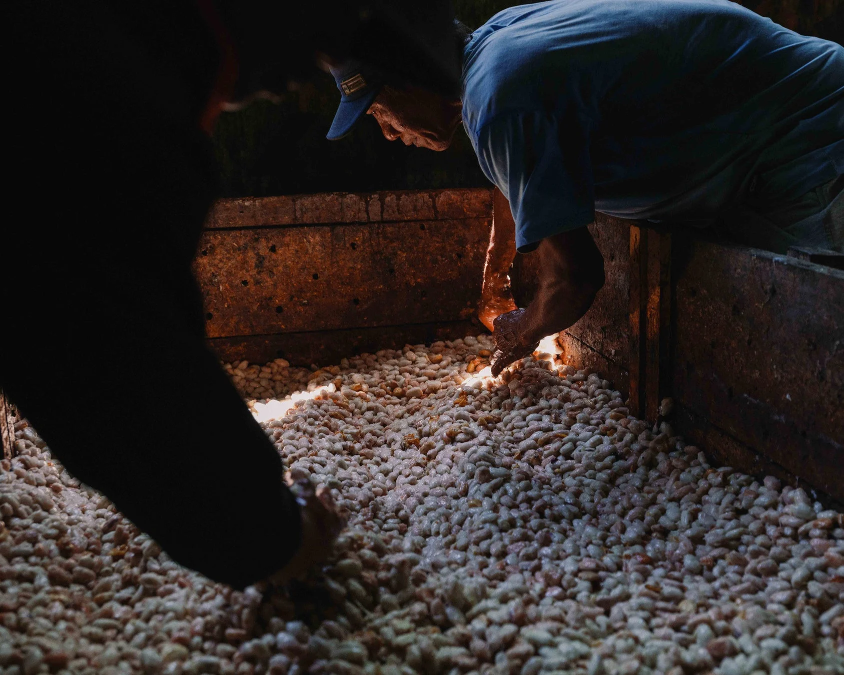 カカオ豆の発酵