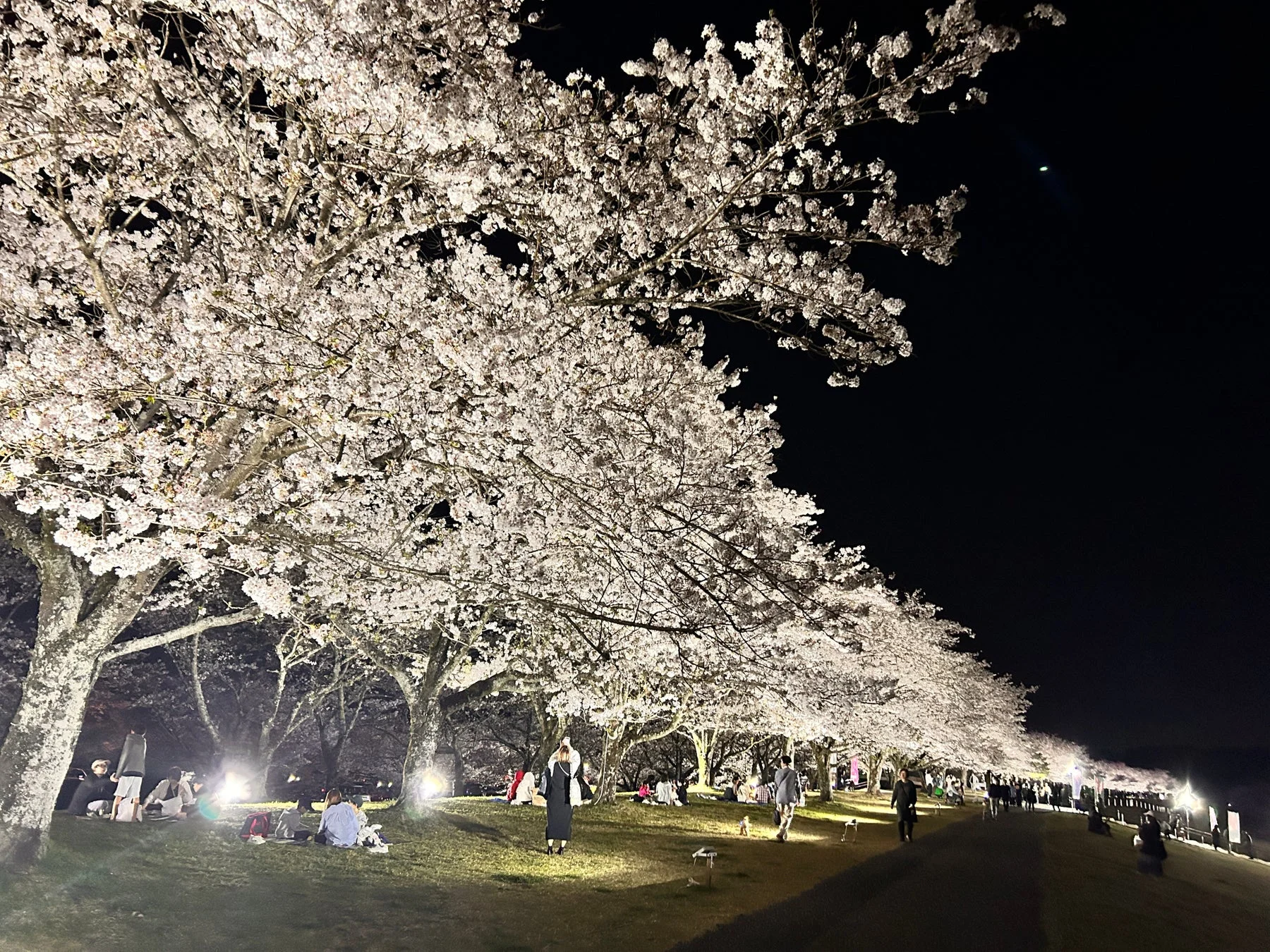 夜桜の風景