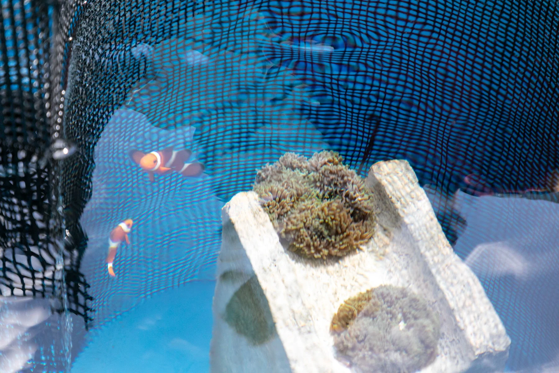 水槽で泳ぐクマノミの稚魚