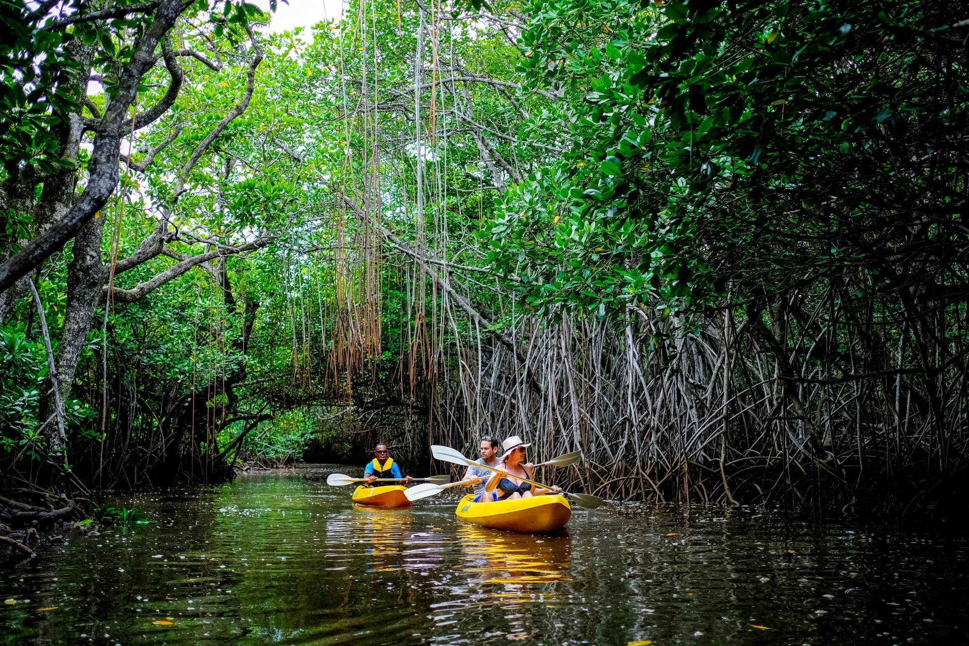 鬱蒼としたマングローブ林の狭い水路を、2艘の黄色いカヤックに乗った人々が漕ぎ進んでいる様子。