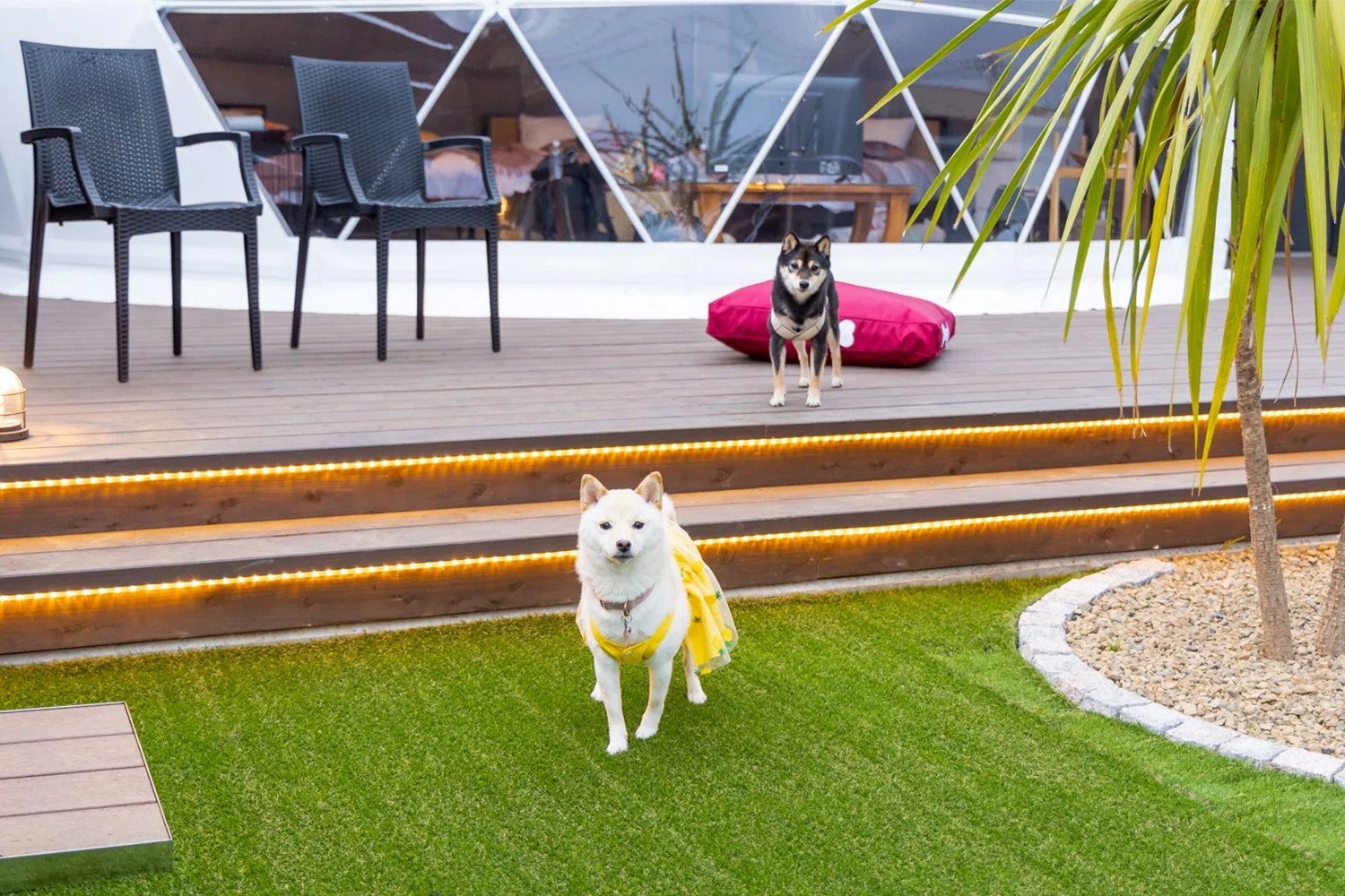 柴犬とドームテント