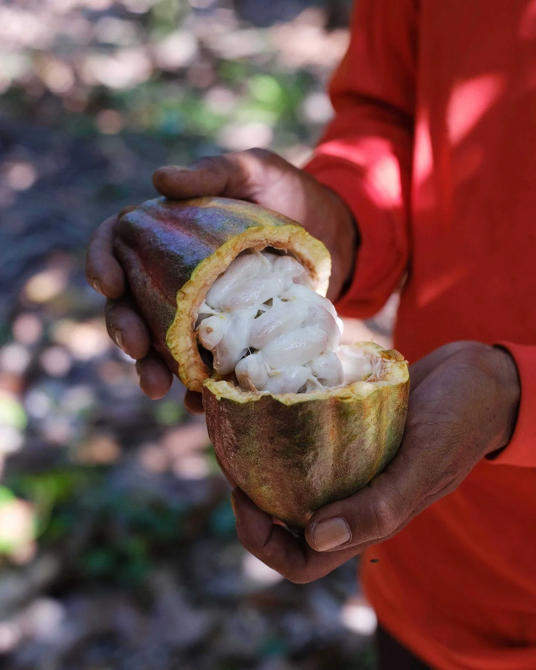 カカオの実を開く様子