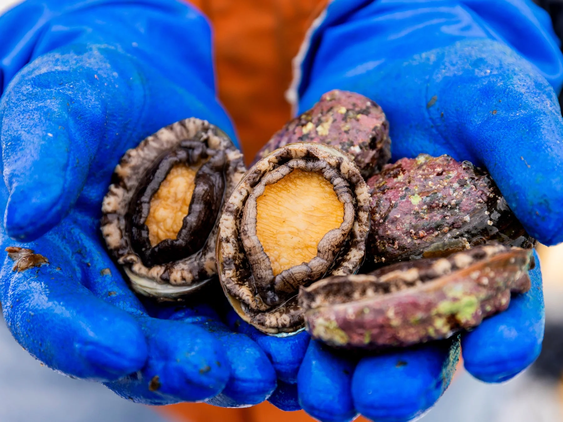 青い手袋をはめた手が持つ殻付きアワビ