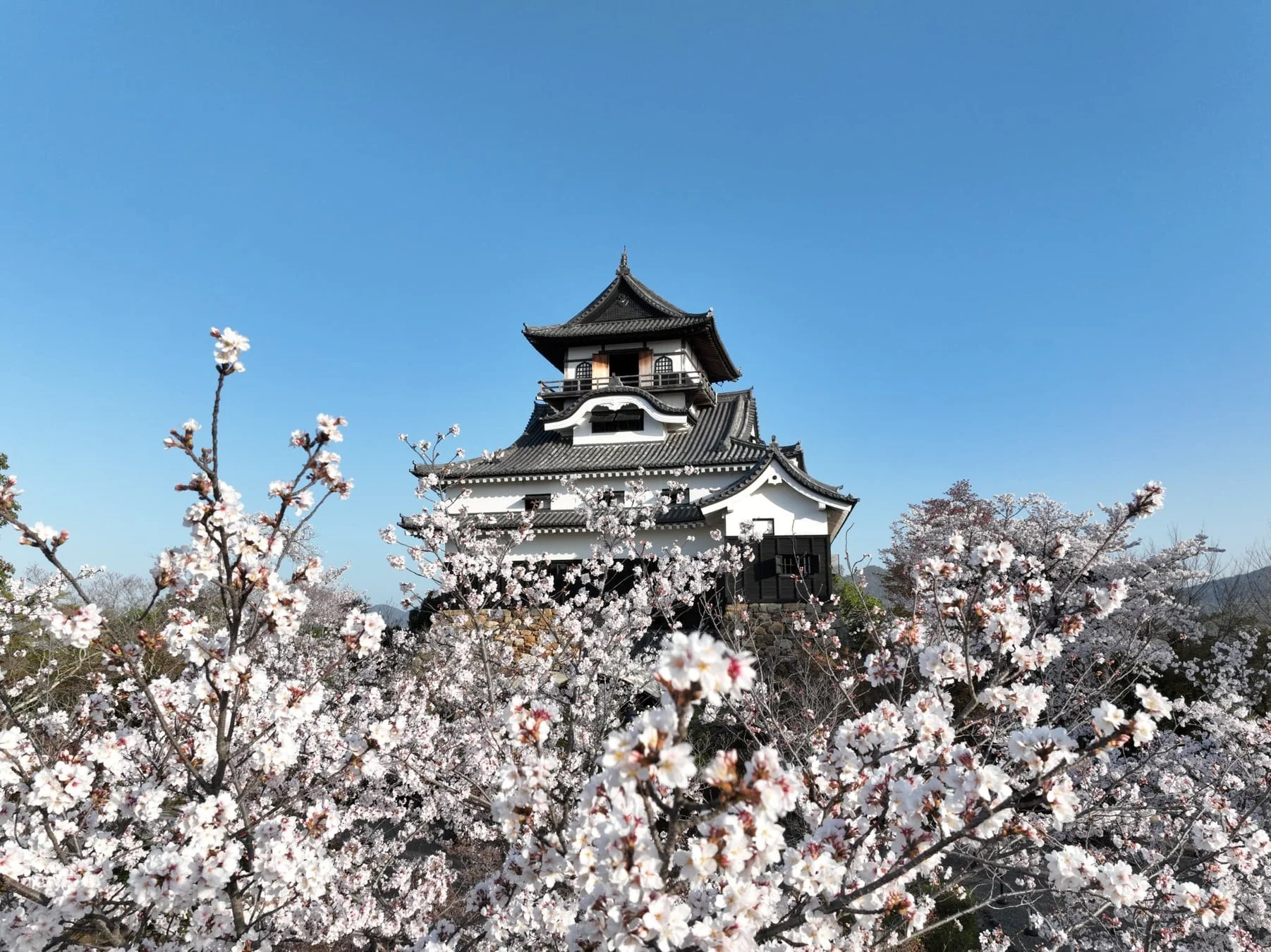 桜に囲まれた犬山城