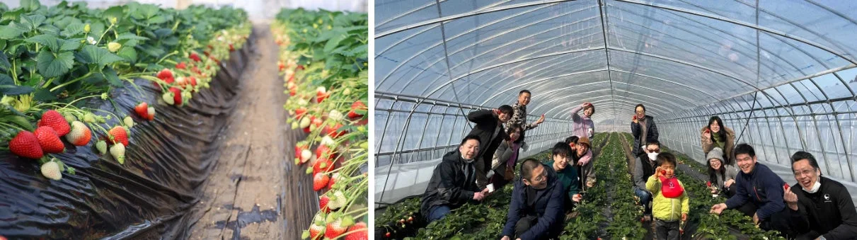 いちご狩りの様子