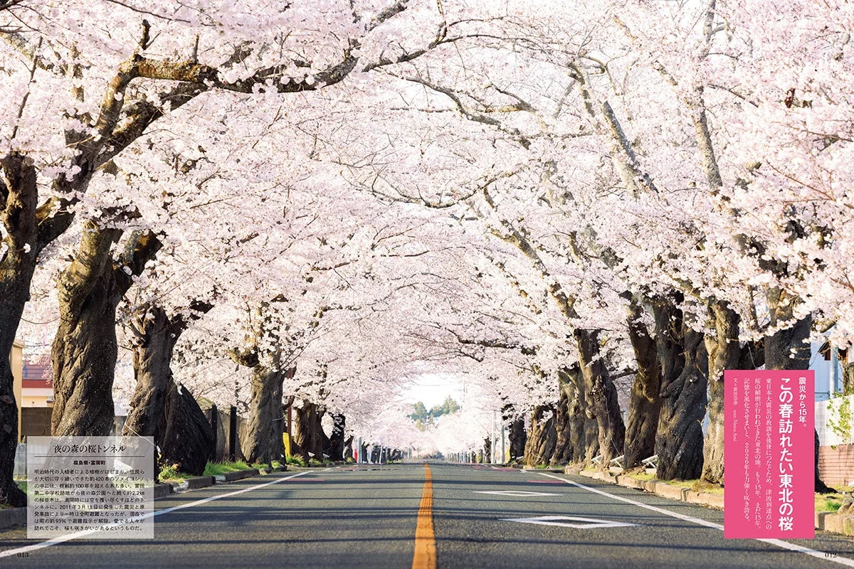 夜の森桜トンネル