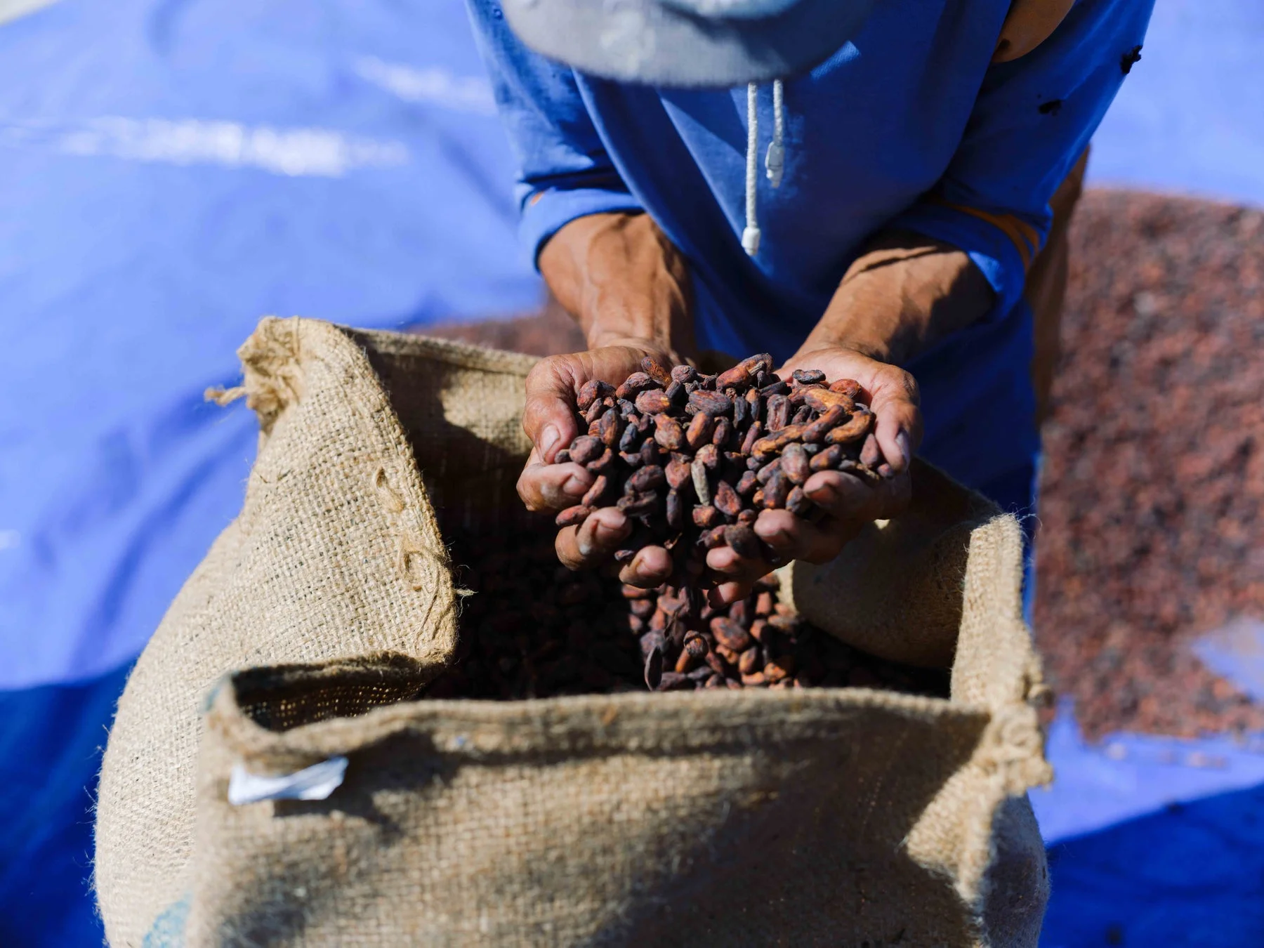 カカオ豆の乾燥