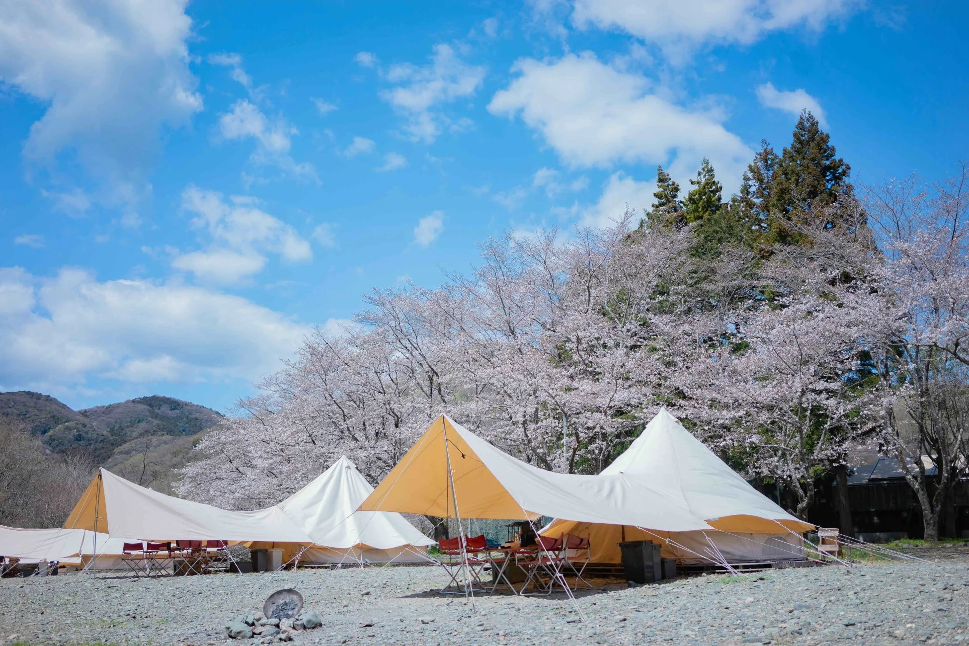 グランピングテントと桜