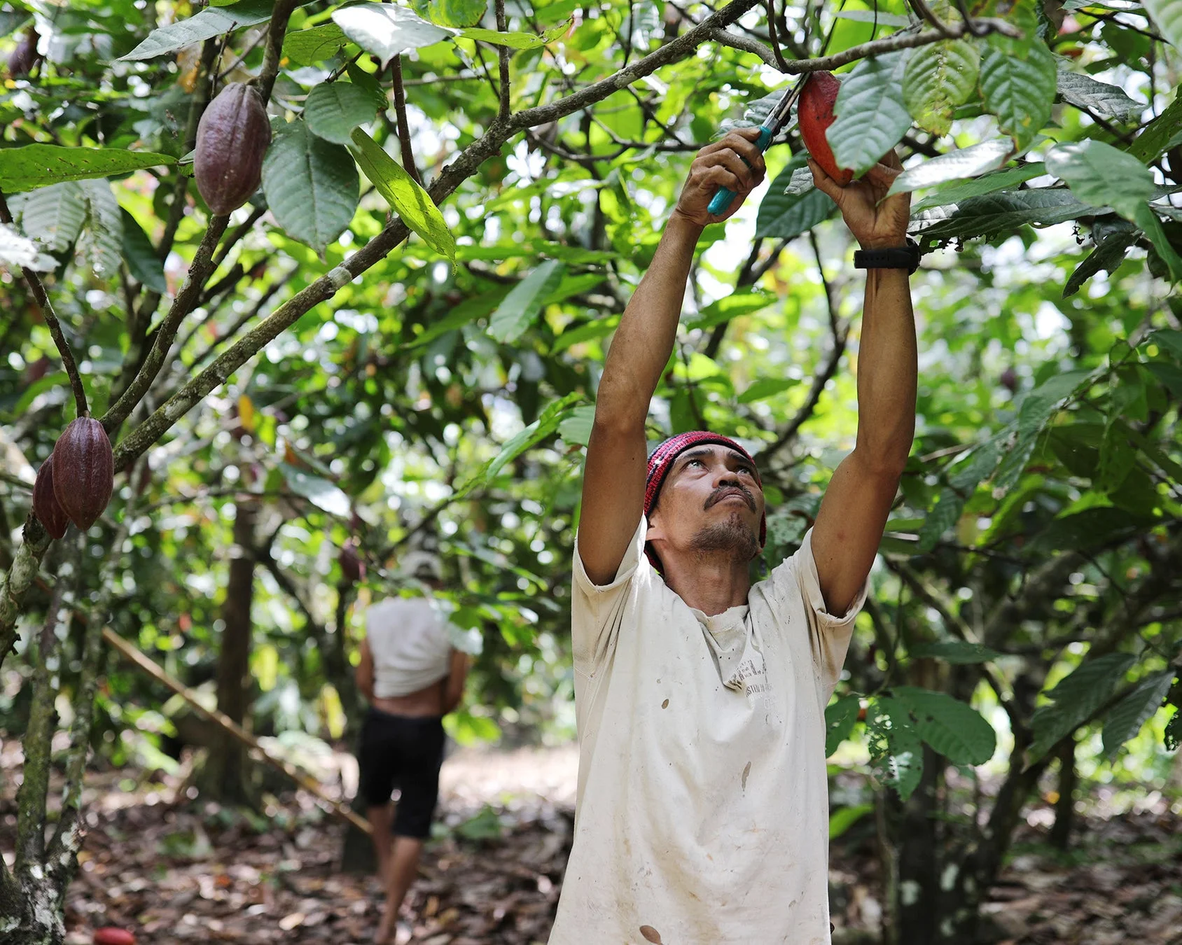 男性がカカオを収穫
