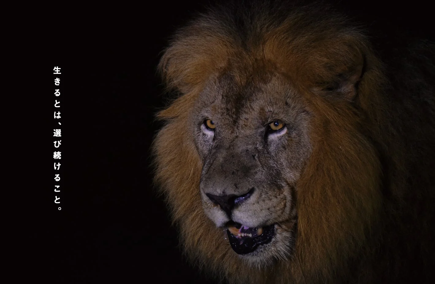 ライオンのクローズアップ
