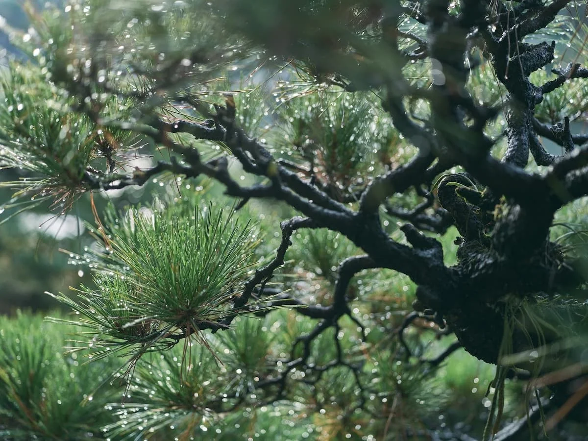 水滴に覆われた松の葉