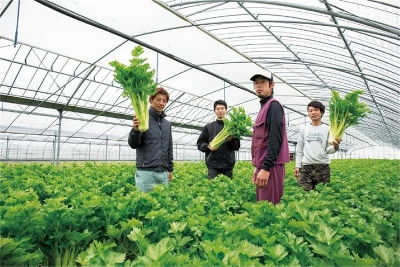 ハウスの中でセロリを収穫する様子