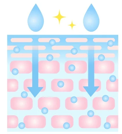 肌への水分浸透イメージ