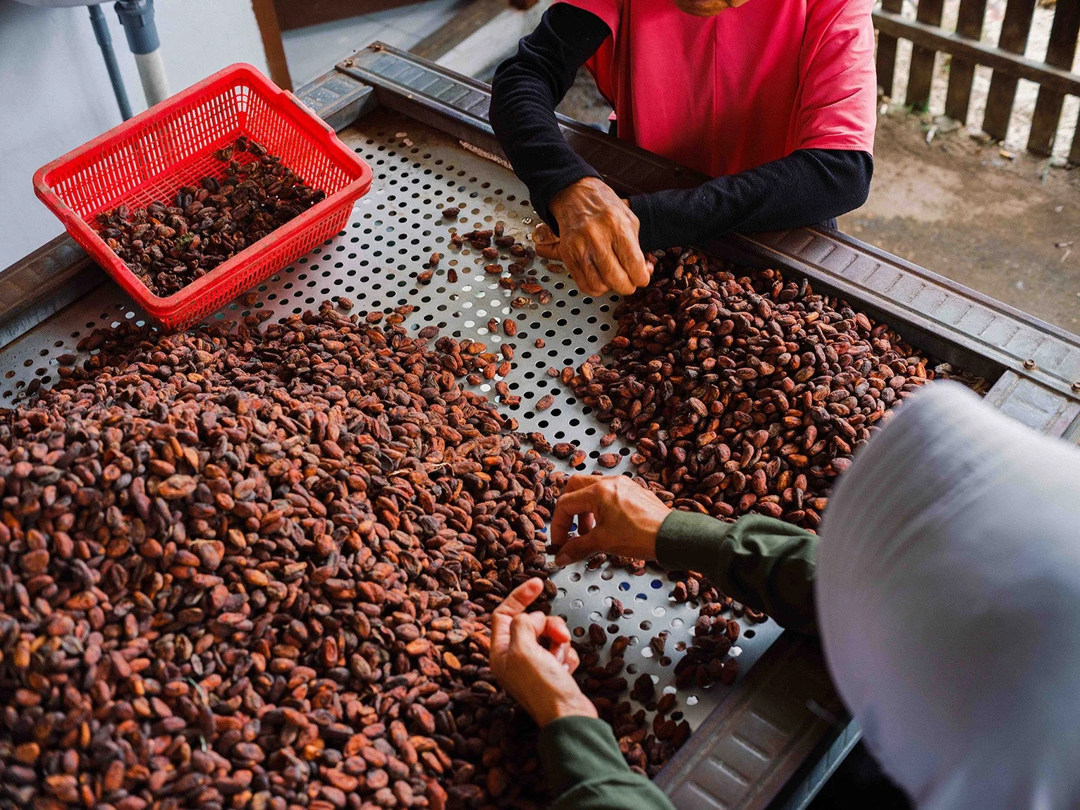 カカオ豆の選別