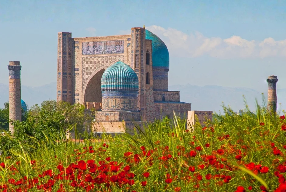 鮮やかな赤いポピーが咲き誇る緑の野原の向こうに、青いドームとミナレットが特徴的な歴史的建造物がそびえ立っています。中央アジア、ウズベキスタンのサマルカンドを思わせる美しい春の風景です。