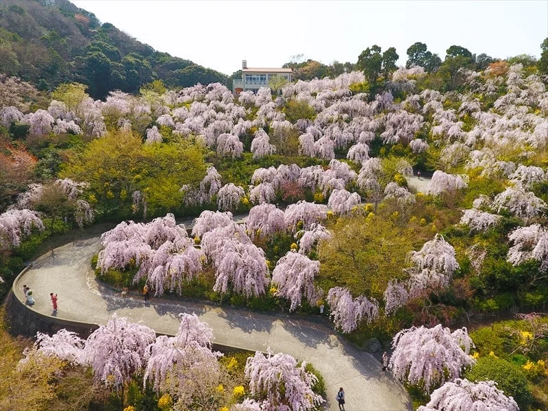 満開のしだれ桜が咲き誇る花見山 鳴門の風景