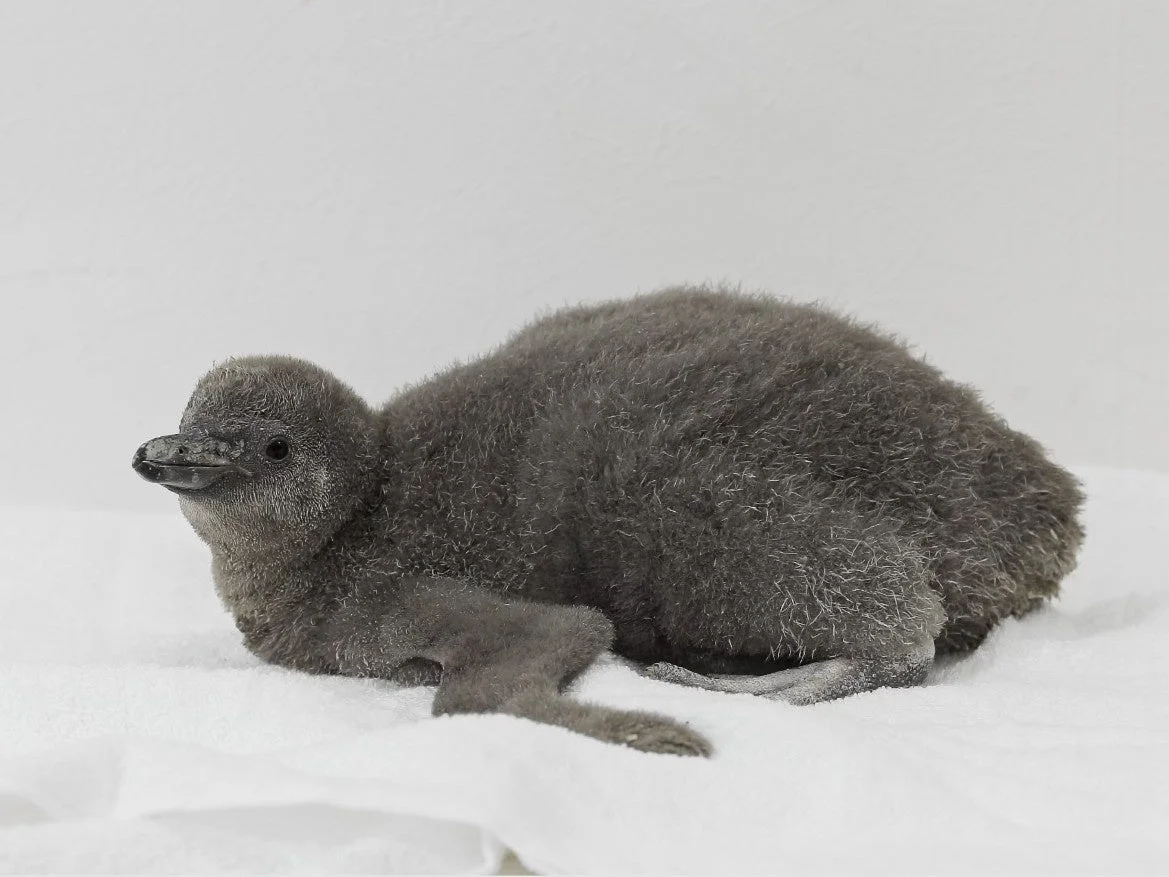 ペンギンのひな鳥
