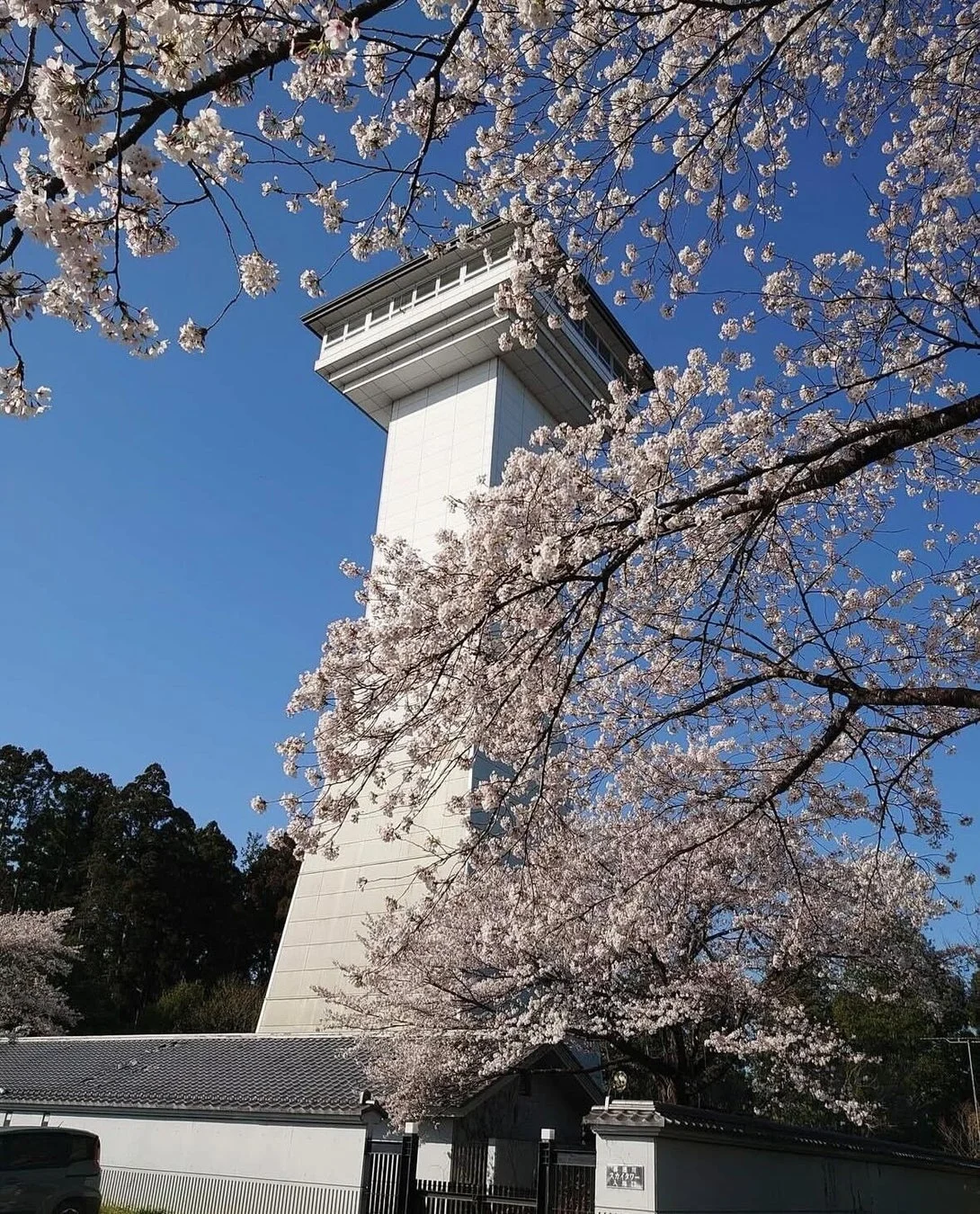 桜並木と白い塔