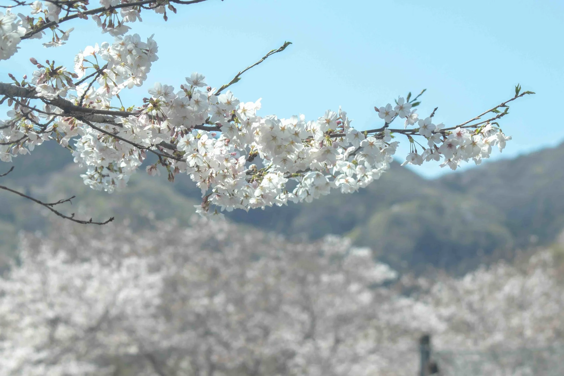 満開の桜