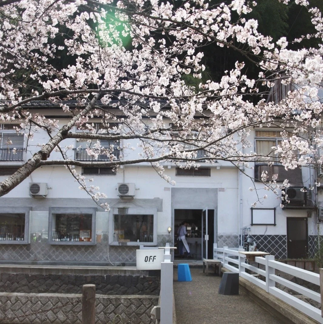満開の桜と白い建物