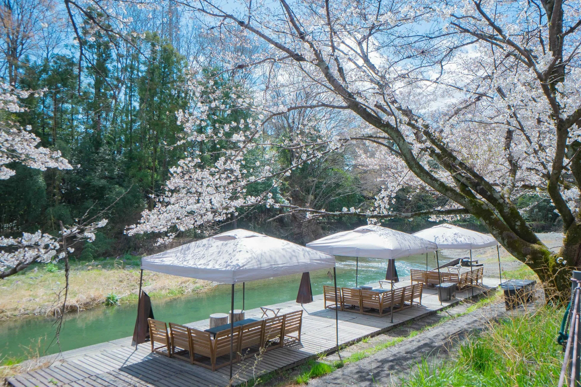 桜と川沿いのテラス席