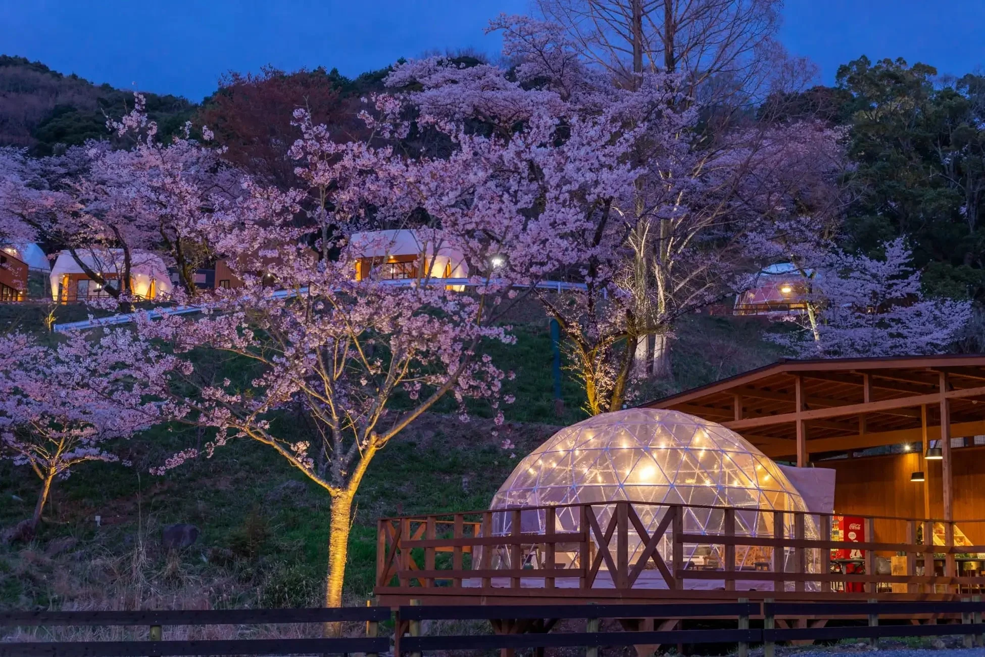 ライトアップされた夜桜とグランピングドーム