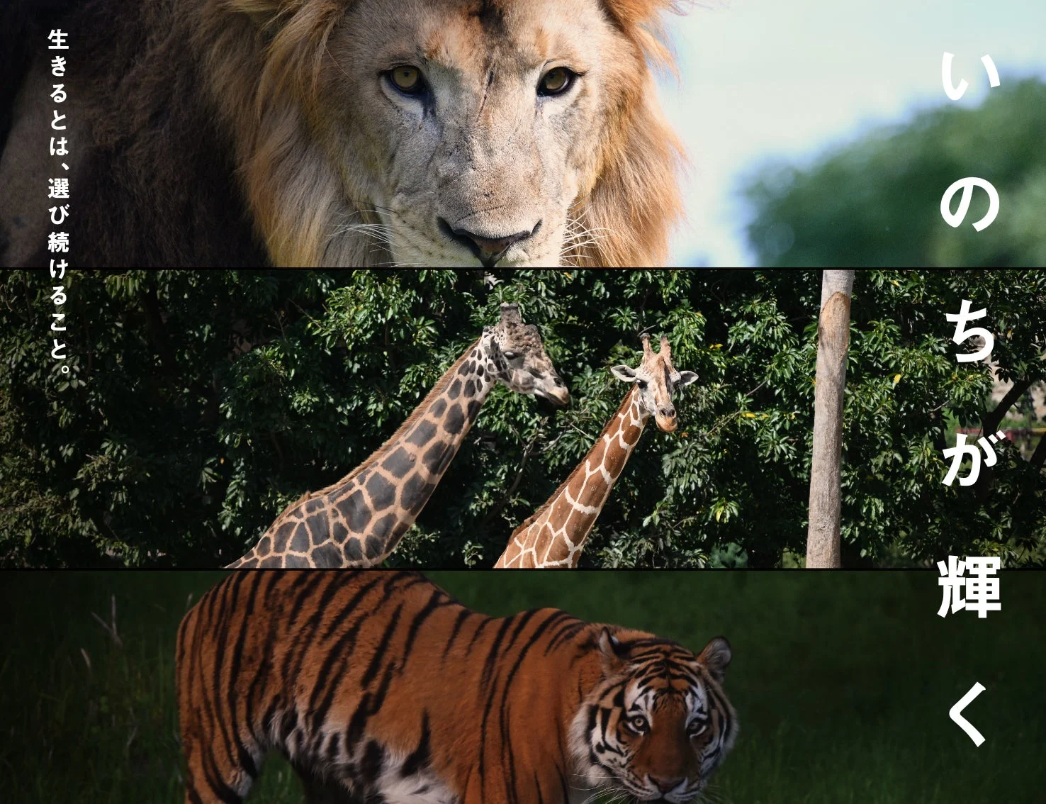 ライオン、キリン、トラ