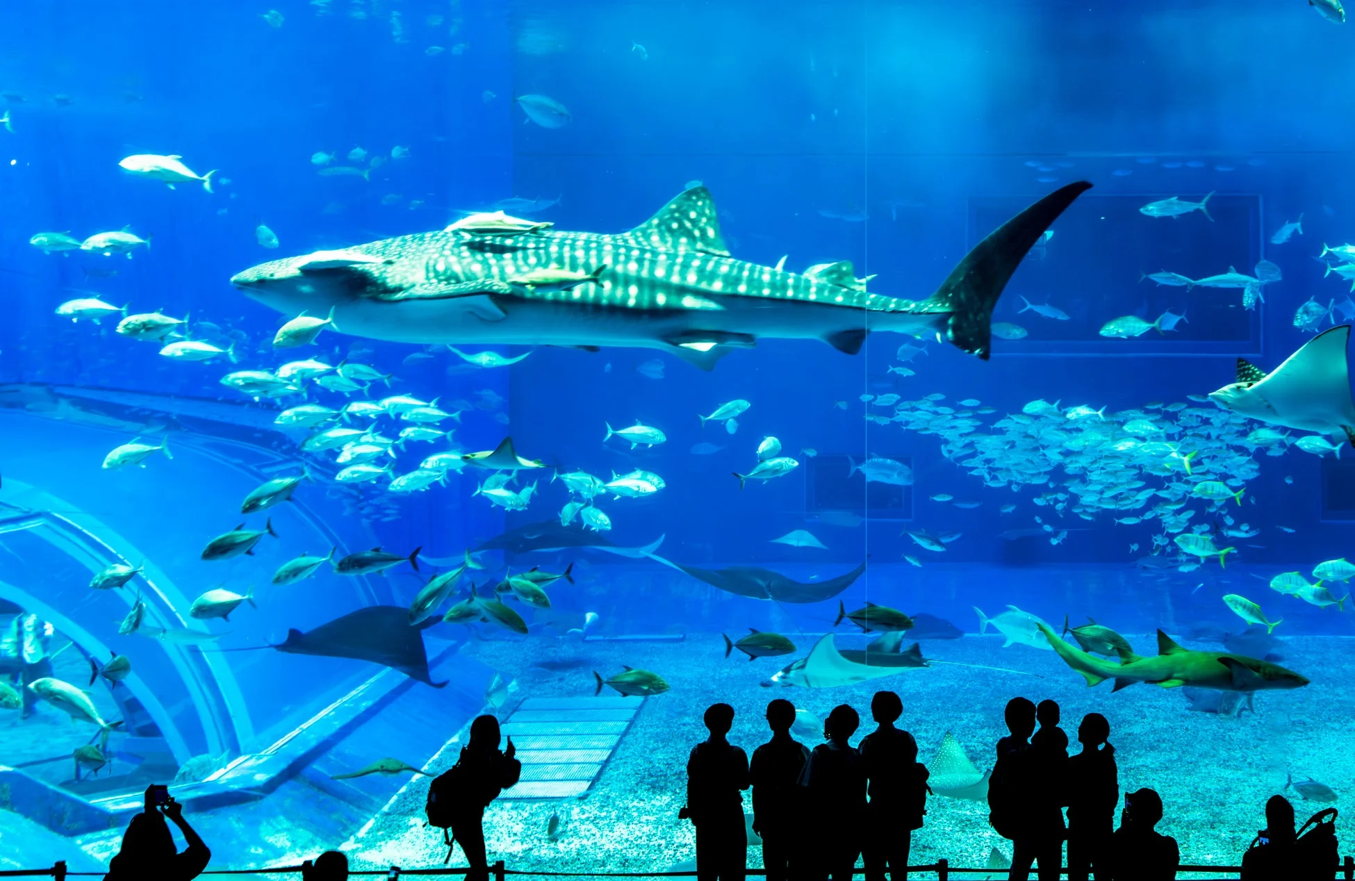 水族館のジンベエザメとマンタ