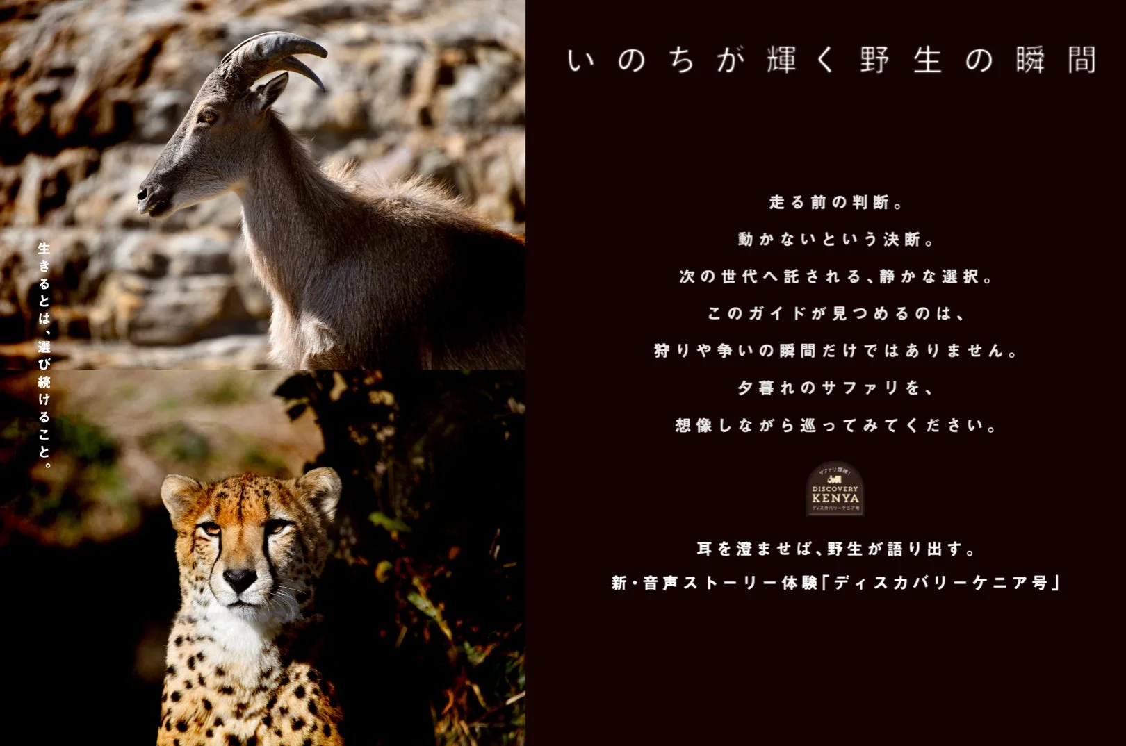 野生のヤギとチーター