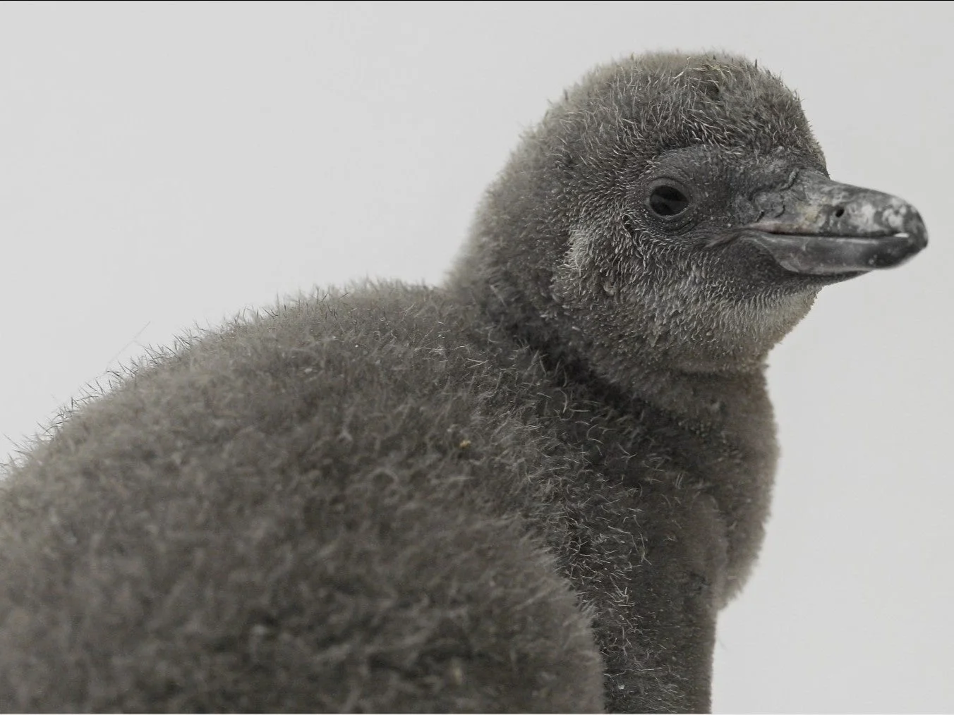 ペンギンのヒナ 横顔
