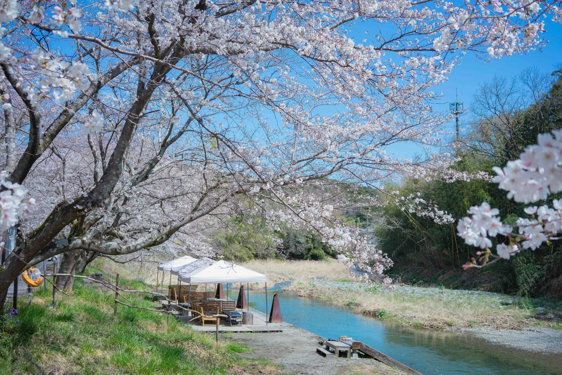 桜並木と川沿いのテント