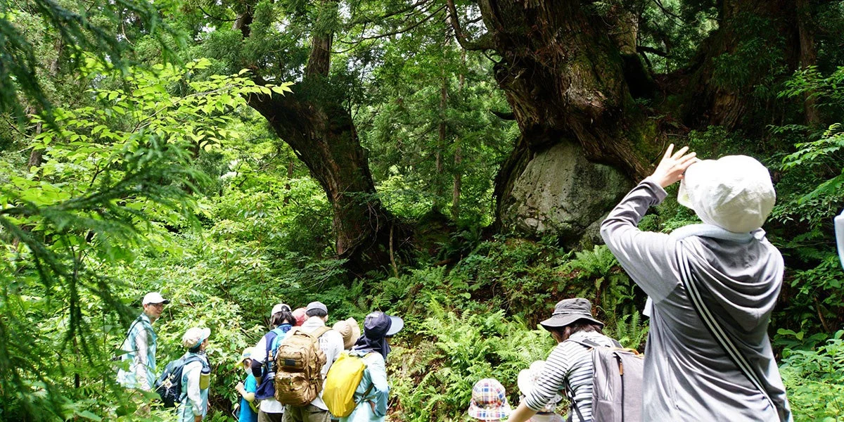 森の中をハイキング