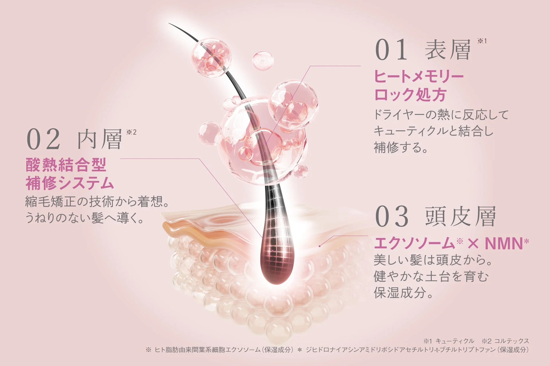 髪の表層、内層、頭皮層へのアプローチを説明する図