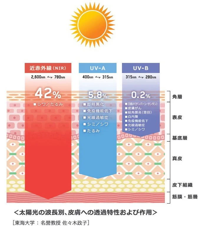 太陽光の波長別、皮膚への透過特性および作用