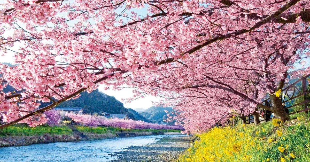 川沿いの桜並木と菜の花